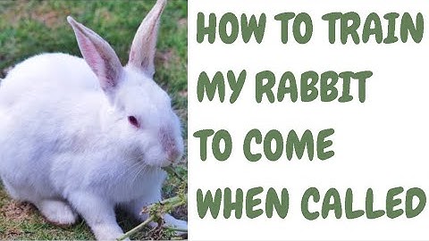 How To Train My Rabbit To Come When Called