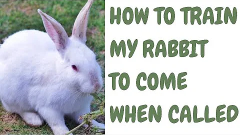 How To Train My Rabbit To Come When Called