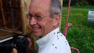 Leafcutting Bees