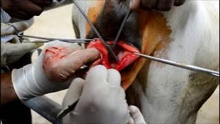 Vulvoplasty - Congenitally Fused Labia Vulva -Borescope-Heifer Cow-TANUVAS VCRI Orathanadu
