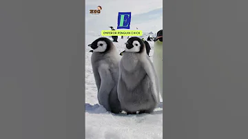 ABC Baby Sea Animals Song Letter DEFG Learn Alphabet English And Animals For Kids 