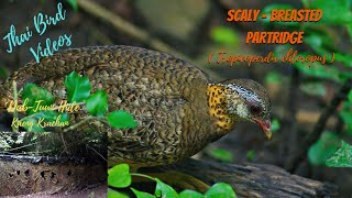 Amazing Birds of Thailand  | The Scaly-breasted Partridge (Tropicoperdix chloropus) | Kaeng Krachan