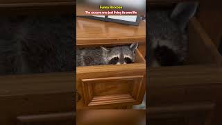 Funny raccoon #raccoon #funny#funnyanimals #raccoonsoftiktok #cuteanimals