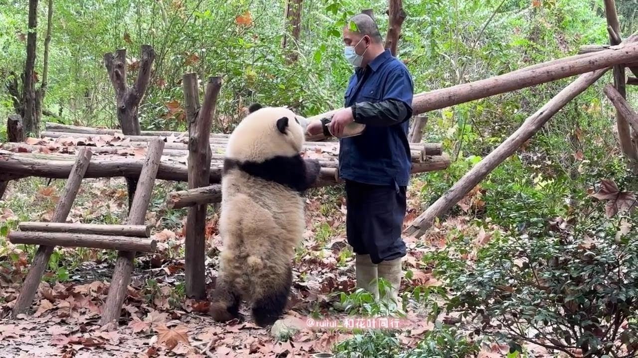 12.12 的体育课，花花嗯嗯嗯，感觉就要开口和爷爷说话了😍HeHua squeaks, feel like she is about to talk to grandpa