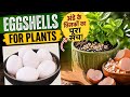 अंडे के छिलकों की सच्चाई -फ्री का फर्टिलाइजर |Best calcium rich fertilizer for plants with eggshell