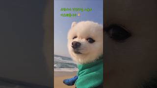 10살강아지 투병일기🍀 2025.5.25