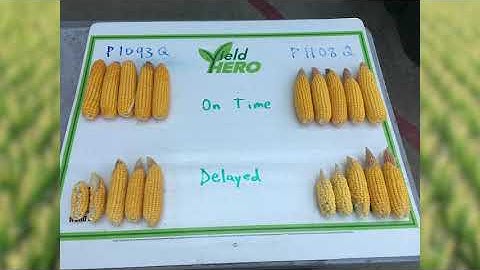 How Uneven Corn Emergence Affects Yield Potential