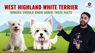 West Highland White Terrier | Owners Should Know About Westie Facts