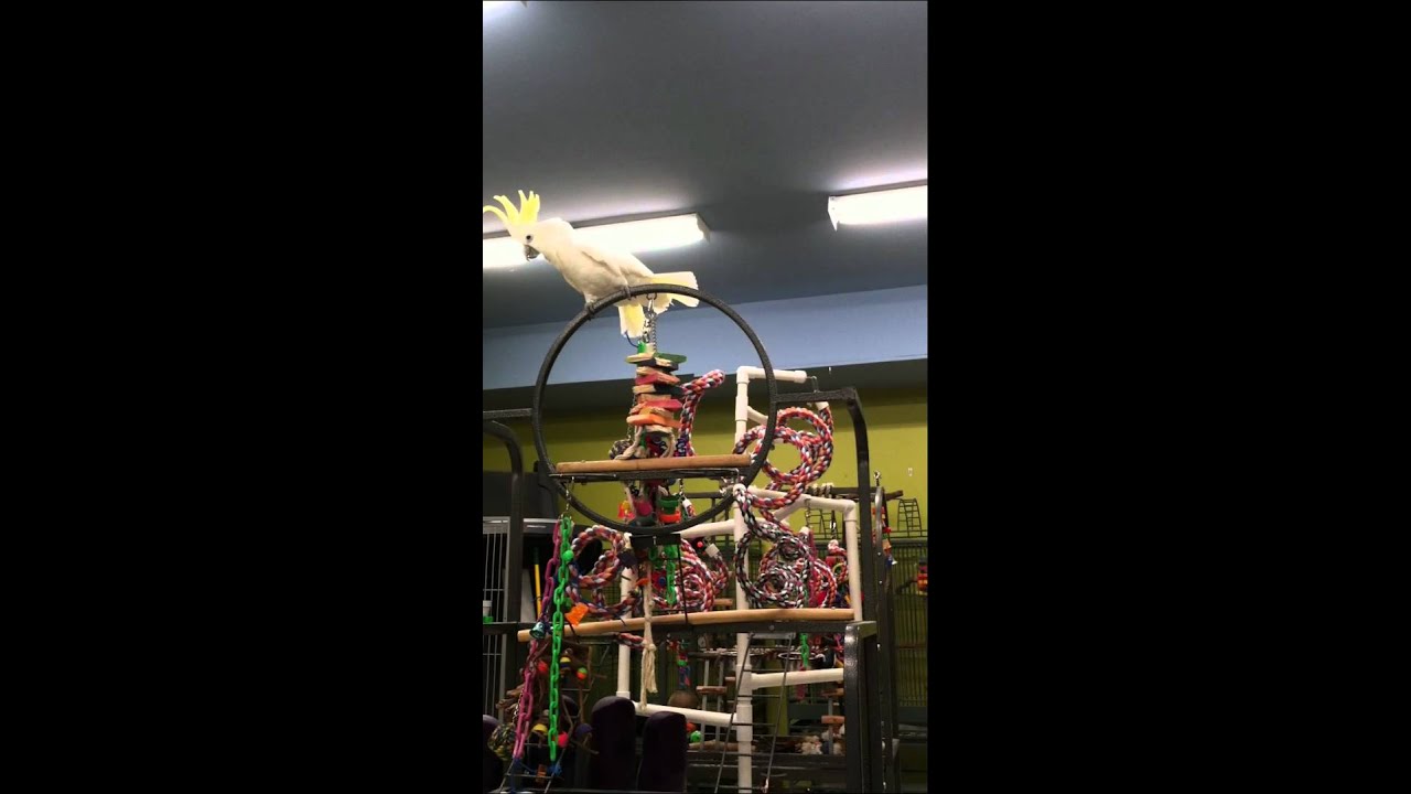 video phone beyonce mp3 Caesar the Triton Cockatoo Learning Parrot Empowerment 2of3