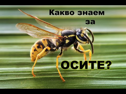 Видео: 25 неизвестни факти от живота на насекомите - Алтернативен изглед