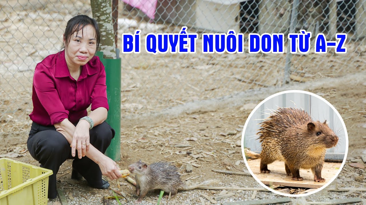 Kỹ Thuật Nuôi Con Don Bán Hoang Dã Hiệu Quả Cao | Mô Hình Độc Lạ Tại Phú Thọ || LamNongTV