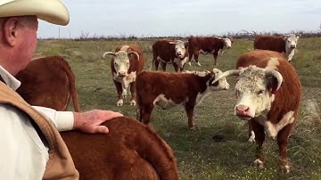 Basics of line breeding, Jim Lents Herford