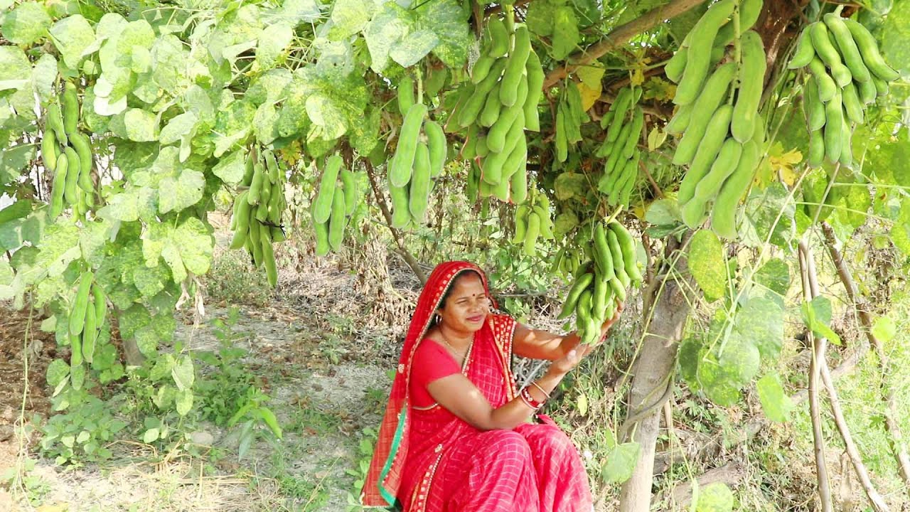 गॉंव की घरेलू कौंच की मसालेदार तरकारी जो आपको पता भी नहीं होगा || Kaunch Ki masaledar Sabzi recipe