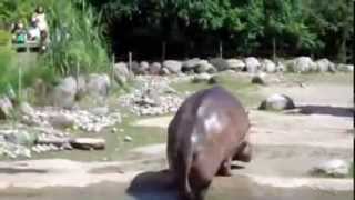 Su Aygırı Öyle Bir Osuruyor Ki...