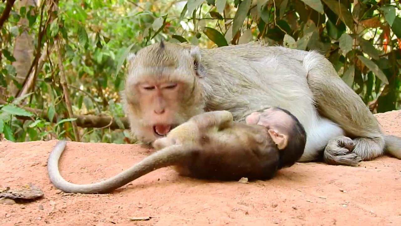 Playful & happy monkey  baby Titan | Baby monkey Titan truly enjoy his day