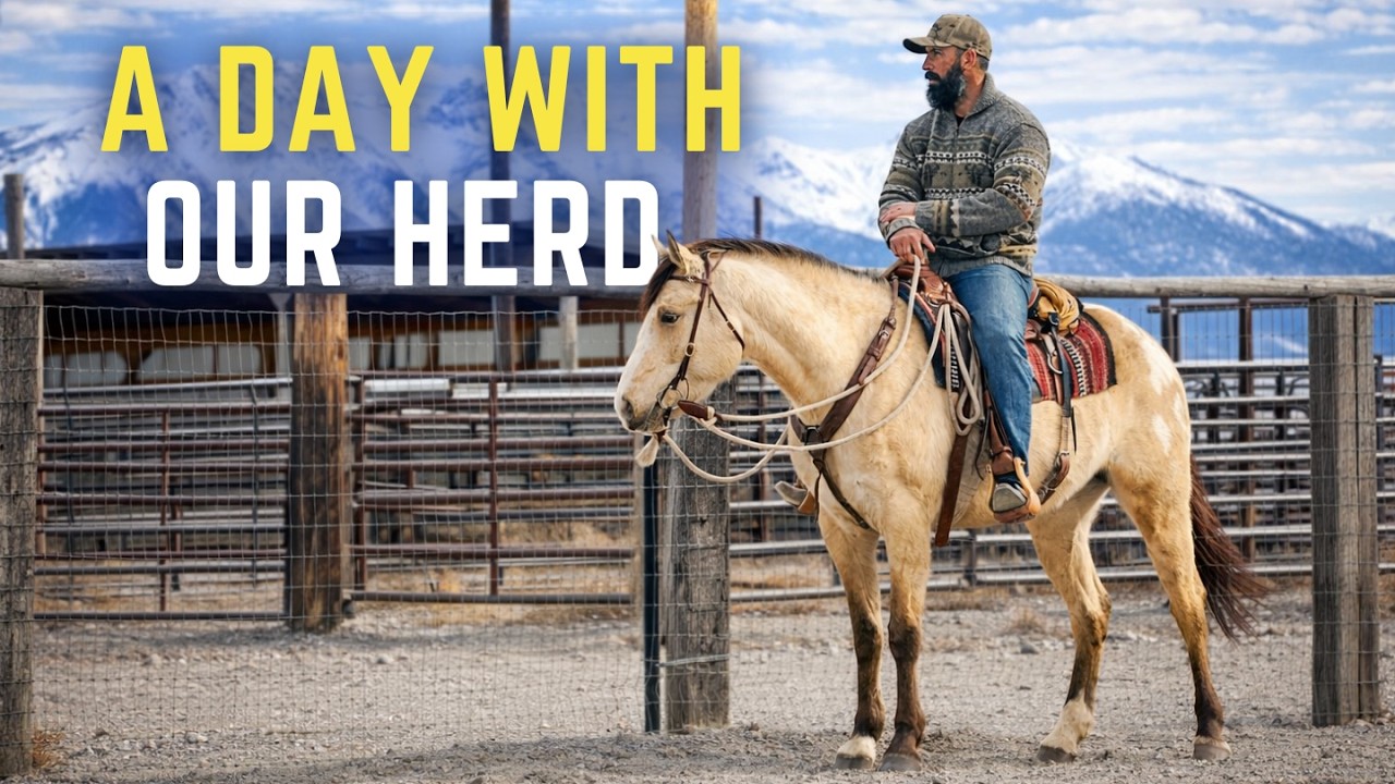 A Day In The Life | Training Horses And Mules