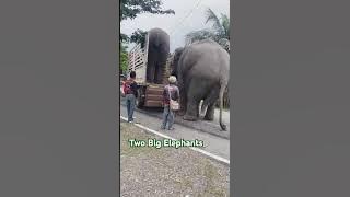 Two Elephants Ride a Truck #shorts #elephant #elephant #truck #truck #biganimals #short