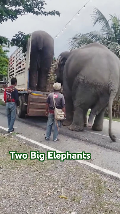 Dua Gajah Naik Truk #shorts #elephant #gajah #truck #truk #biganimals #short
