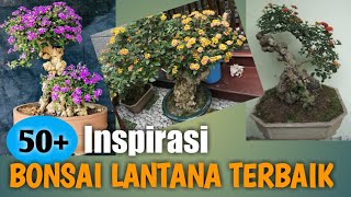 50 Inspirasi Bonsai Lantana Terbaik Juara Dan Termahal Di Kelasnya Contoh Bonsai Lantana Youtube