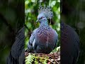 This is not a bird straight out of a fairy tale. #animallife #wildlife #nest