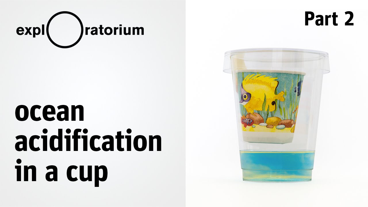 Do the experiment: Ocean Acidification in a Cup - Science Snacks activity