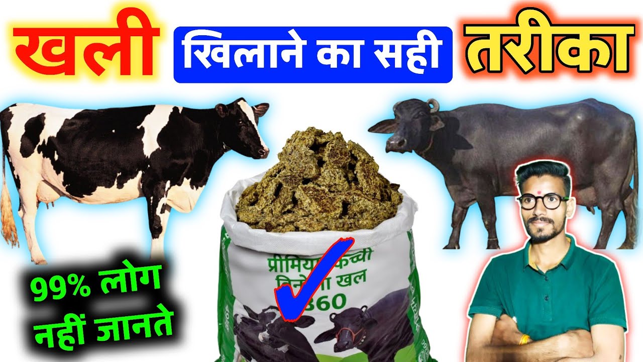 पशु को खली खिलाने का तरिका👌bhains ka dudh badhane ka tarika👍HADA VETS CLUB | बिनोला खली कैसे खिलाएं