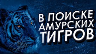 Фильм "В поиске амурских тигров" (короткометражка) 2018 Фильм "В поиске амурских тигров" (короткометражка) 2018