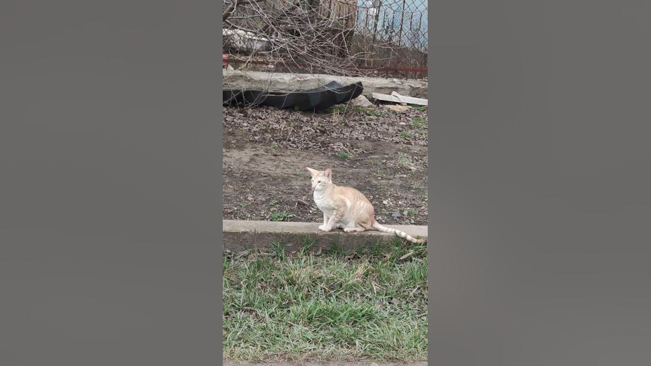 Хто знає, що це за порода???🙀 - YouTube
