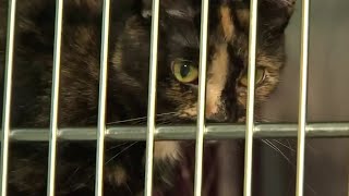 2 Dozen Cats and Dogs Rescued From Abandoned Home