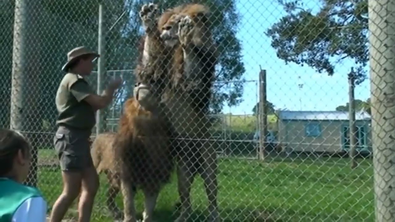 Huge lions