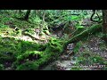 【#ASMR】自然音　川のせせらぎ　屋久島の苔むす森と湧水のせせらぎ　ヤクスギランド