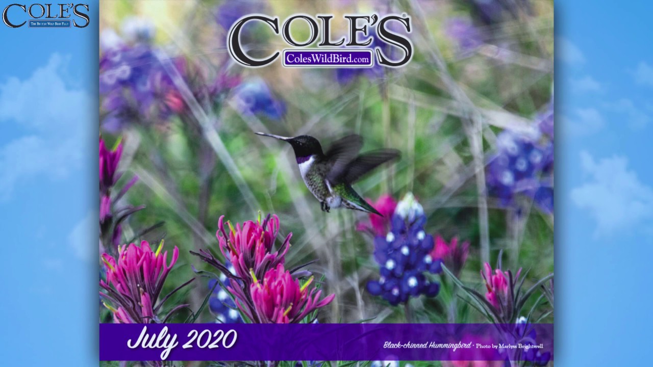 Cole's Calendar 2020: Male Black Chinned Hummingbird Photo Contest