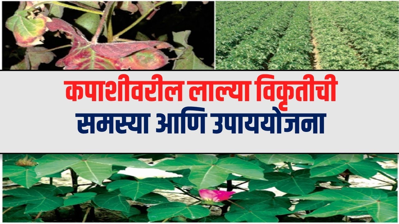 कापशीवरील लाल्या विकृतीची समस्या व उपाययोजना  || Agrowon