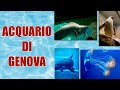 ACQUARIO DI GENOVA | Aquarium of Genoa