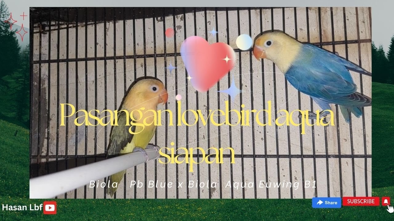 Perkembangan pasangan lovebird aqua siapan