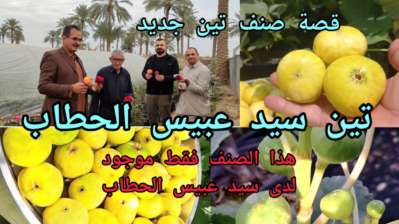 صنف جديد من التين في العراق 🇮🇶 تين عبيس الحطاب صنف نادر انتاج غزير والطعم عسلي الانتاج يبقى للشتاء