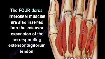 Interosseous Muscles Of The Hand Anatomy - Everything You Need To Know - Dr. Nabil Ebraheim