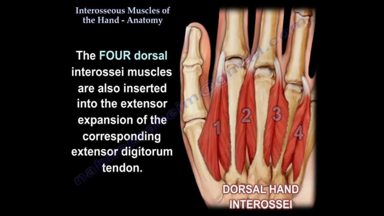 Interosseous Muscles Of The Hand Anatomy - Everything You Need To Know