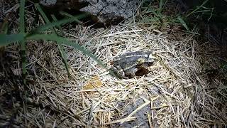 Finding Gulf Coast Toads At Night!
