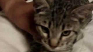 How to make a Cat sneeze How to make a Cat sneeze