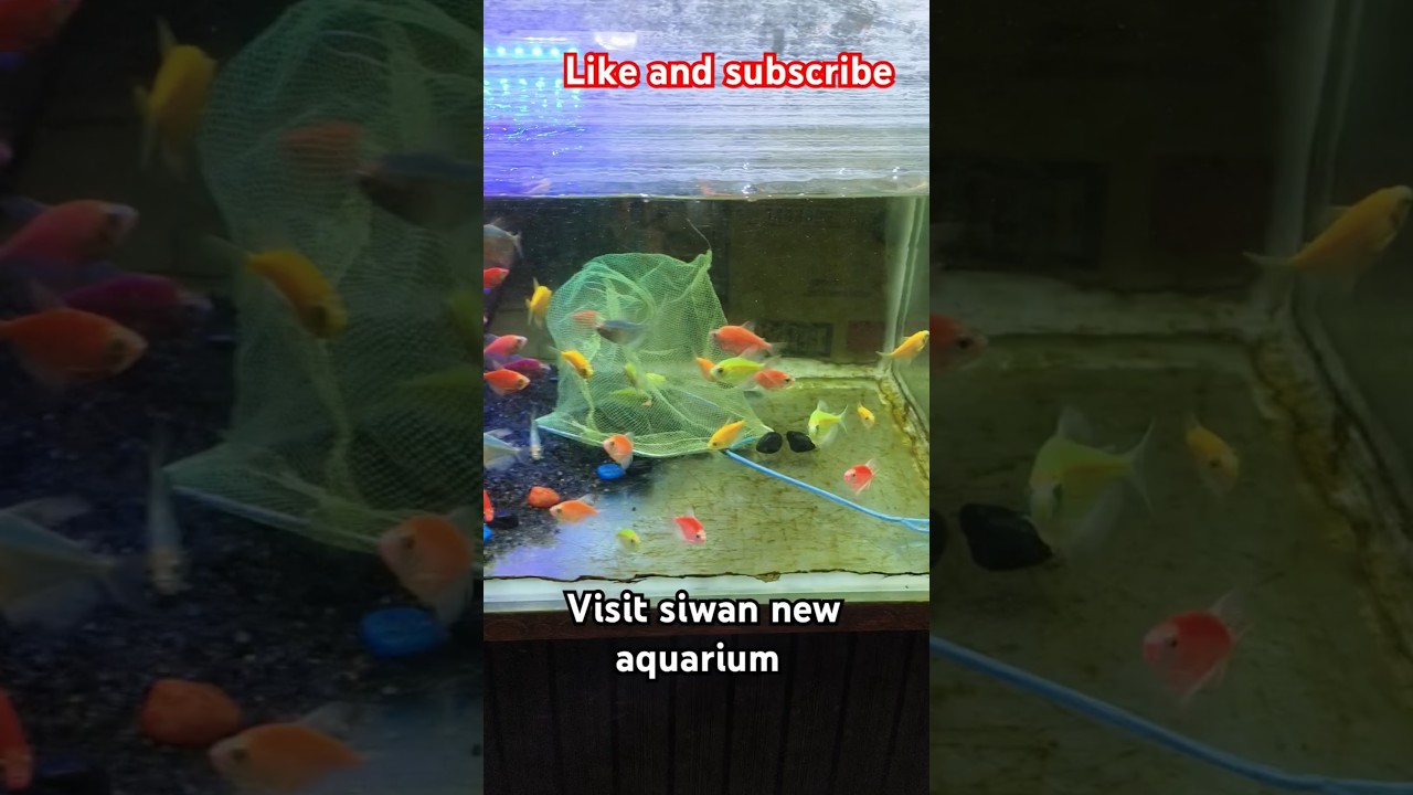 Visiting new siwan aquarium 