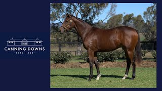 Lot 1394 Astern x Opelousas filly - Canning Downs Stud