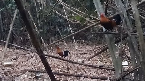 cuab qaib qus/ ต่อไก่ป่าเข้าดีมาก