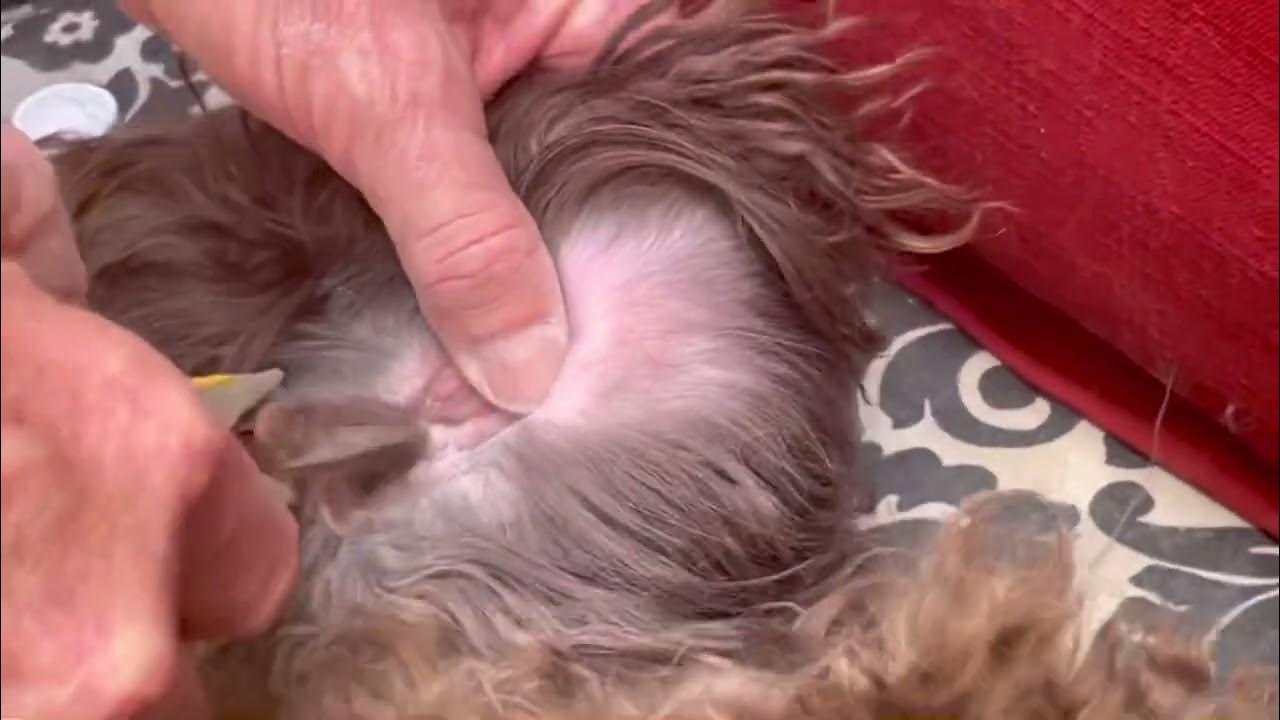 Australian Labradoodle Ear Cleaning Tutorial YouTube