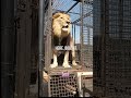 lion being release #animals #animalshorts #wildlife