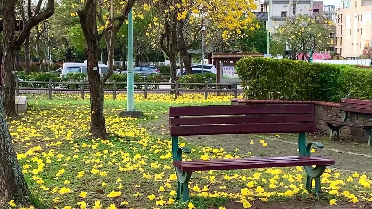 台中大坑廍子公園 |黃金風鈴木花海+遍地黃澄澄的花毯超驚艷！