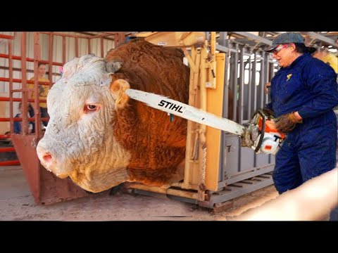 Revolutionizing Modern Farming Advanced Cow Technology & Smart Cowshed Operations