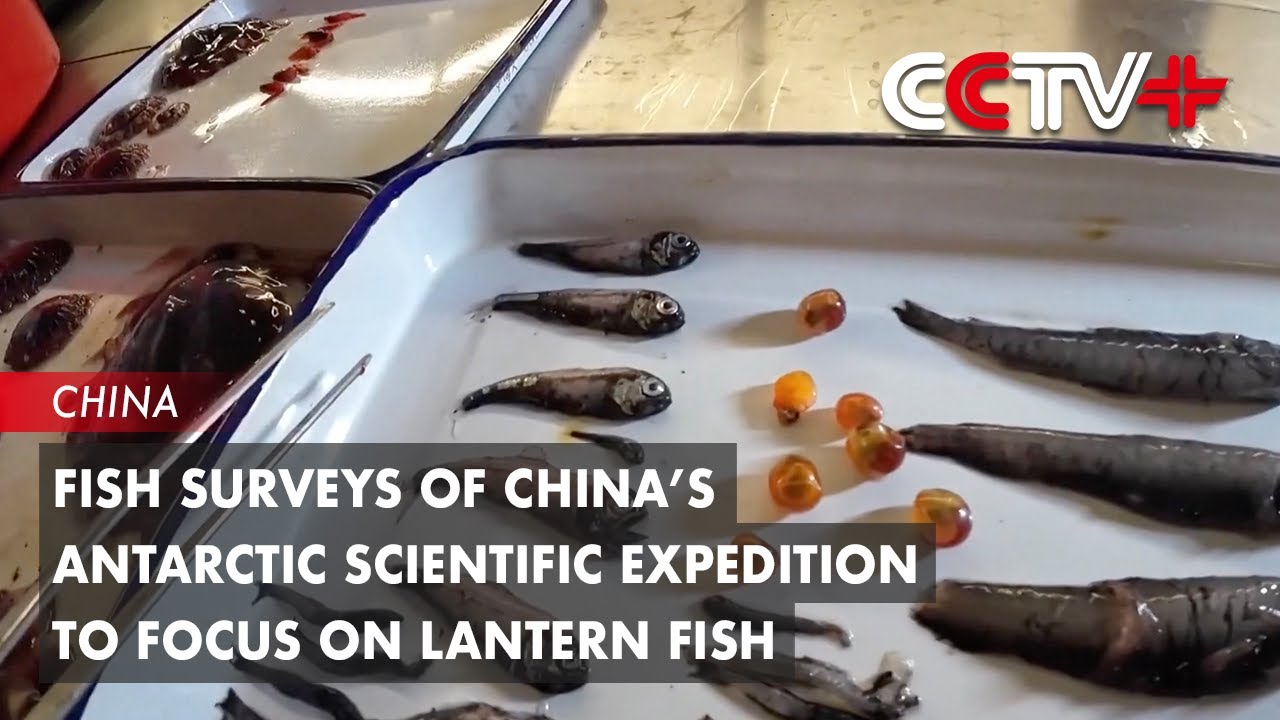 Fish Surveys of China's Antarctic Scientific Expedition to Focus on ...