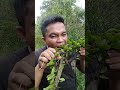 tumbuhan liar sisik naga,obat buat sakit perut...‼️