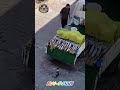 Funny cats virtuous